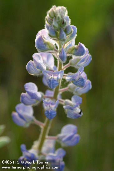 Silvery Lupine blossoms detail