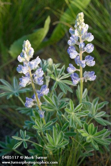 Silvery Lupine