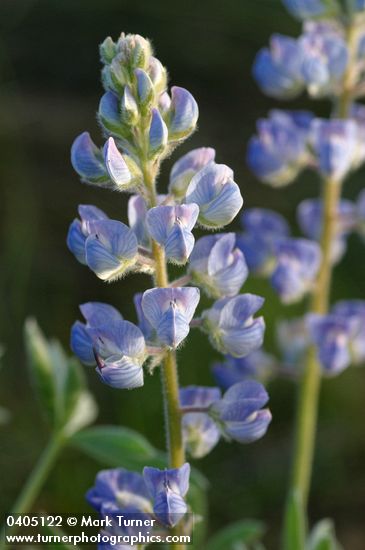 Silvery Lupine blossoms detail