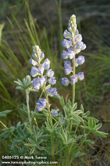 Silvery Lupine