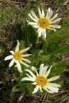 White Mule's Ears