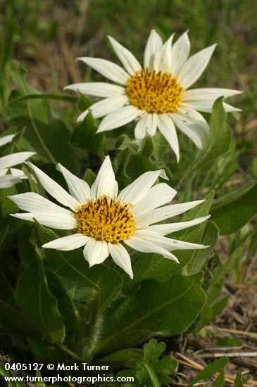 White Mule's Ears