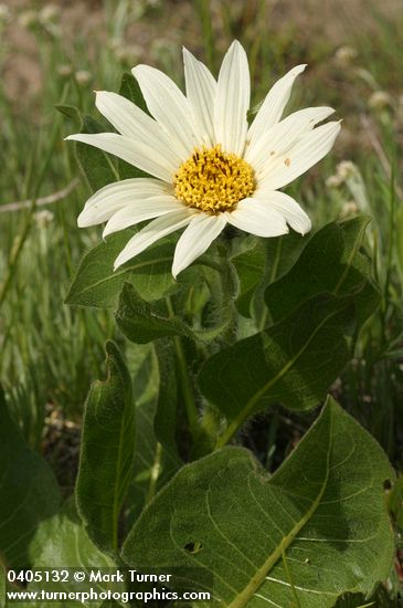 White Mule's Ears blossom & foliage