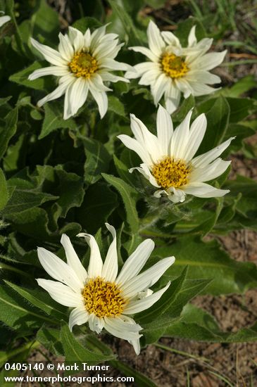 White Mule's Ears