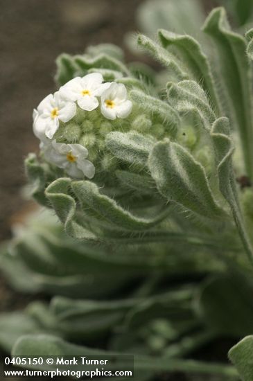 Cockscomb Cryptantha blossoms & foliage