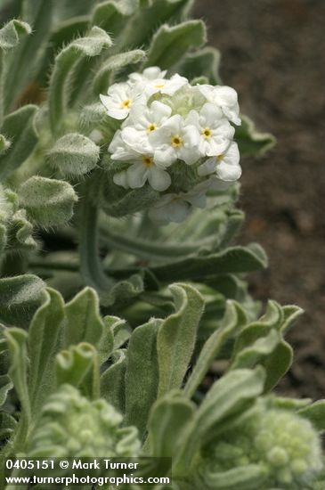 Cockscomb Cryptantha blossoms & foliage