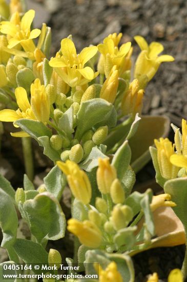 Western Lesquerella blossoms & foliage detail