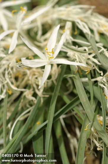 Sand Lily blossom & foliage detail
