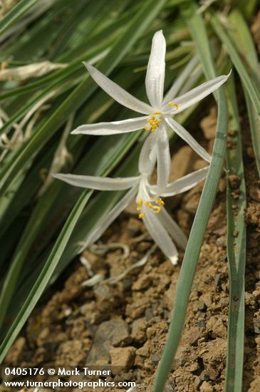 Sand Lily blossoms & foliage detail