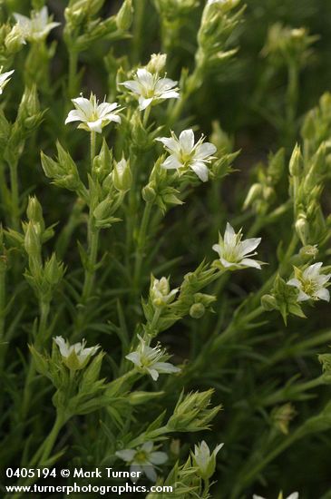 Nuttall's Sandwort blossoms & foliage