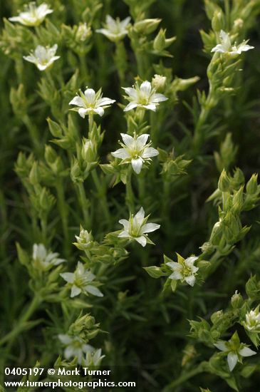 Nuttall's Sandwort blossoms & foliage
