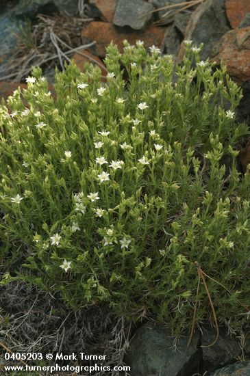 Nuttall's Sandwort on serpentine talus