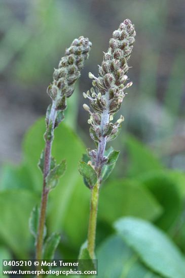Red Besseya blossoms