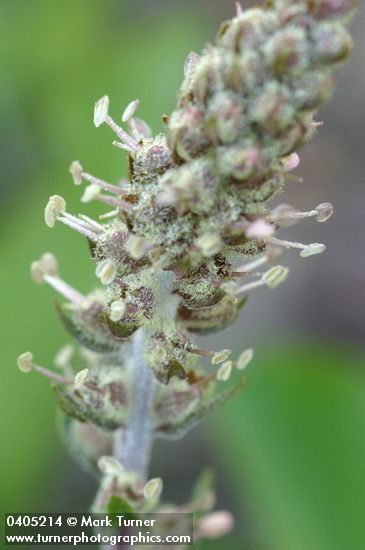 Red Besseya blossoms extreme detail