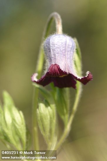 Vase Flower blossom detail, low angle