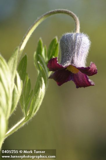 Vase Flower blossom detail, low angle