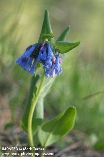 Small Bluebells