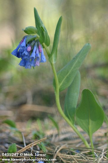Small Bluebells