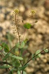 Clasping Pepperweed
