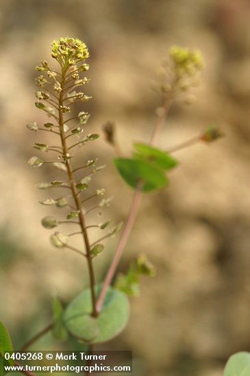 Clasping Pepperweed blossoms & foliage