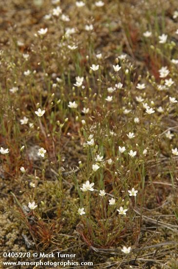 Slender Stitchwort