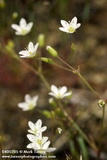 Slender Stitchwort blossoms