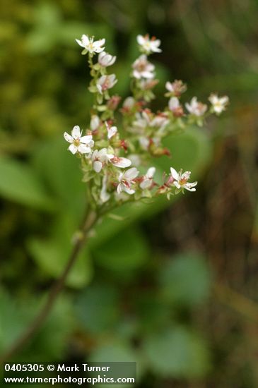 Rusty-haired Saxifrage blossoms