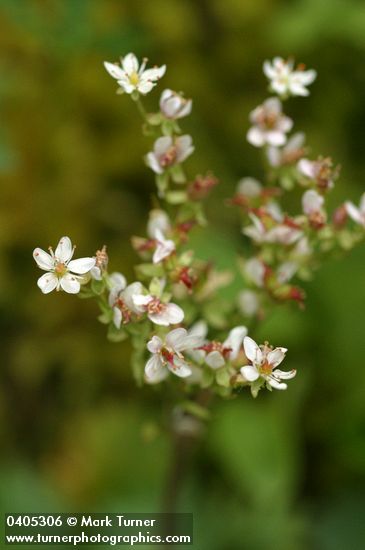 Rusty-haired Saxifrage blossoms