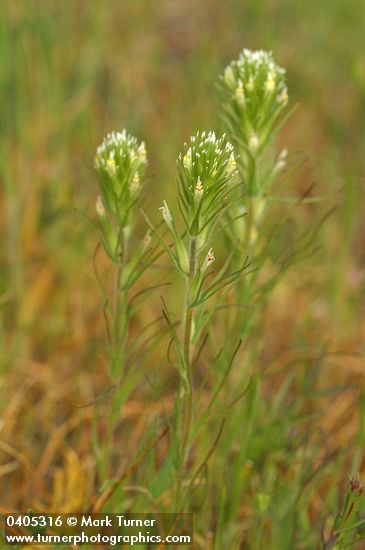 Narrow-leaved Owl Clover