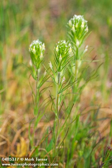 Narrow-leaved Owl Clover