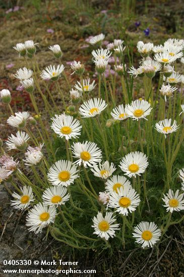 Cut-leaved Daisies