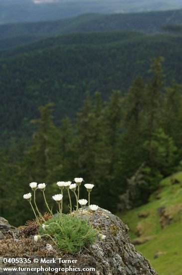 Cut-leaved Daisies on rock point overlooking forested valley