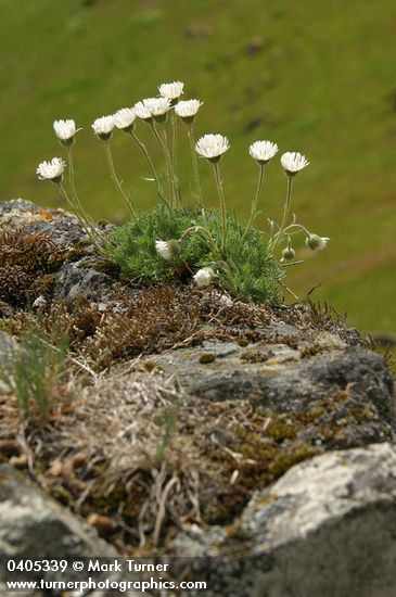 Cut-leaved Daisies on rock point