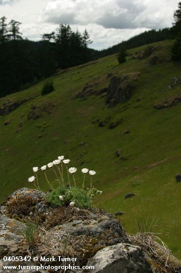 Cut-leaved Daisies on rock point overlooking Horse Rock Ridge