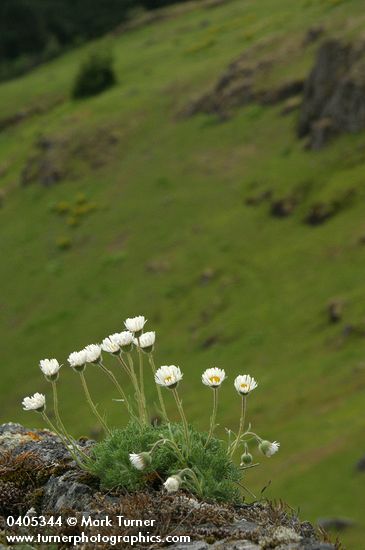 Cut-leaved Daisies on rock point overlooking Horse Rock Ridge
