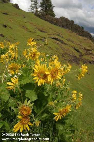 Deltoid Balsamroot