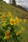 Deltoid Balsamroot