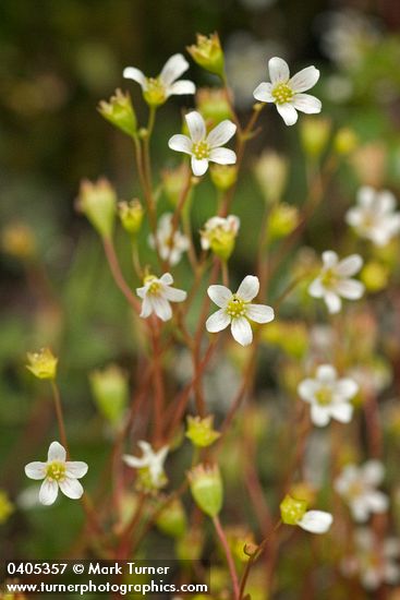 Nuttall's Saxifrage blossoms