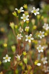 Nuttall's Saxifrage blossoms