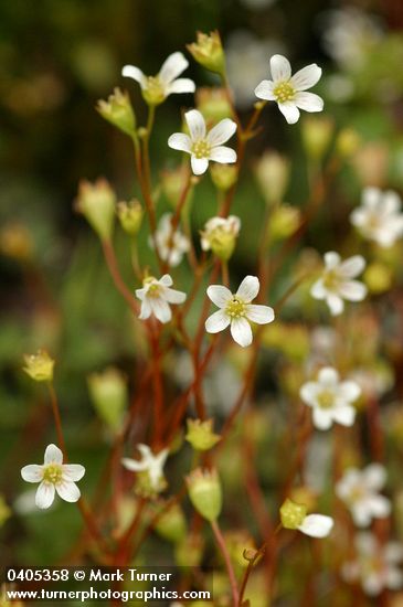 Nuttall's Saxifrage blossoms