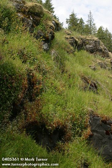 Nuttall's Saxifrage on moist cliff