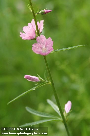 Meadow Checker Mallow