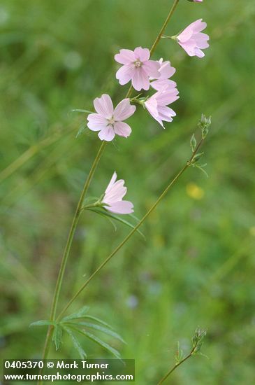 Meadow Checker Mallow