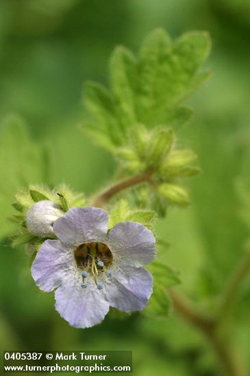 Bolander's Phacelia blossom
