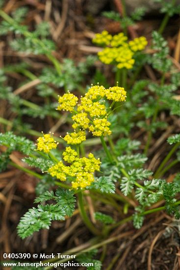 Hall's Desert Parsley
