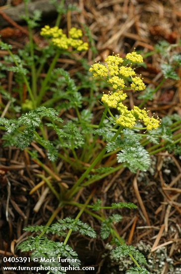 Hall's Desert Parsley