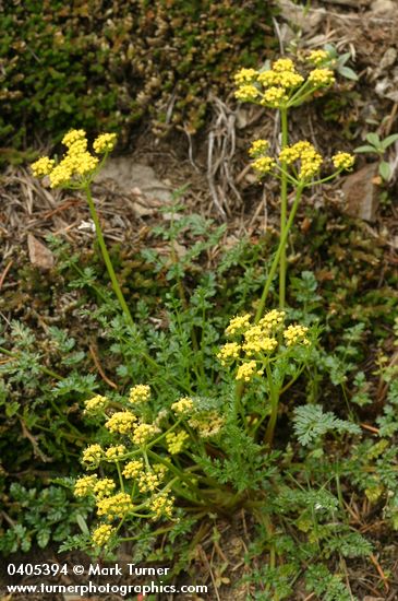 Hall's Desert Parsley