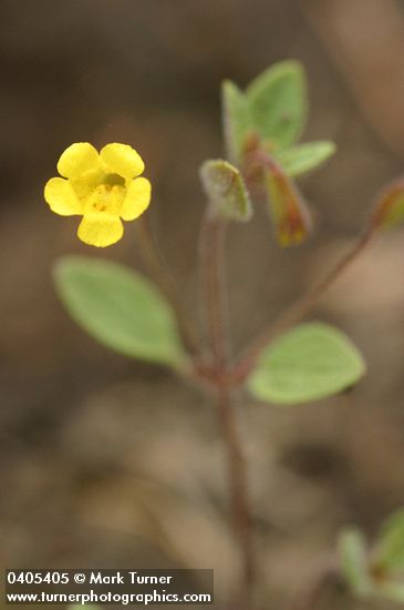 Candelabrum Monkeyflower blossom & foliage detail