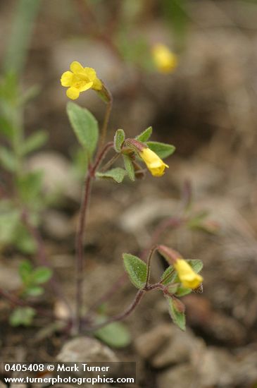 Candelabrum Monkeyflower