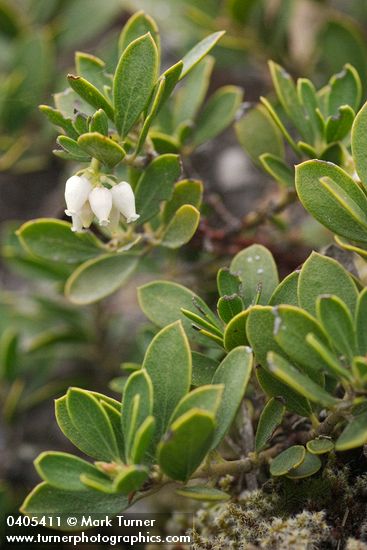 Pinemat Manzanita blossoms & foliage
